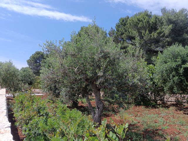 Masseria_repas__2_.jpg